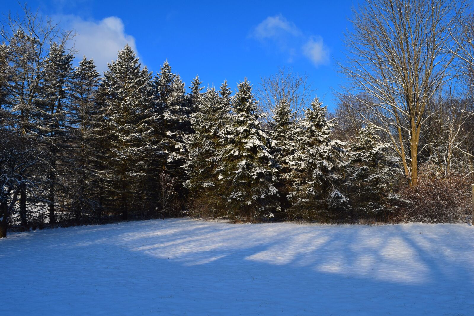 Nikon D3300 sample photo. Pine trees, snow, winter photography