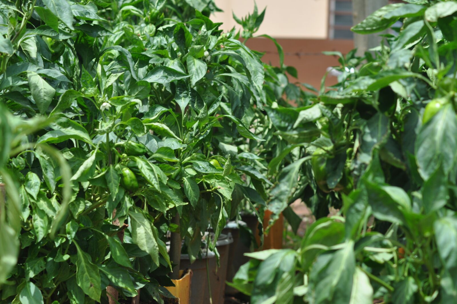 Nikon D5000 sample photo. Pepper, agriculture, nature photography