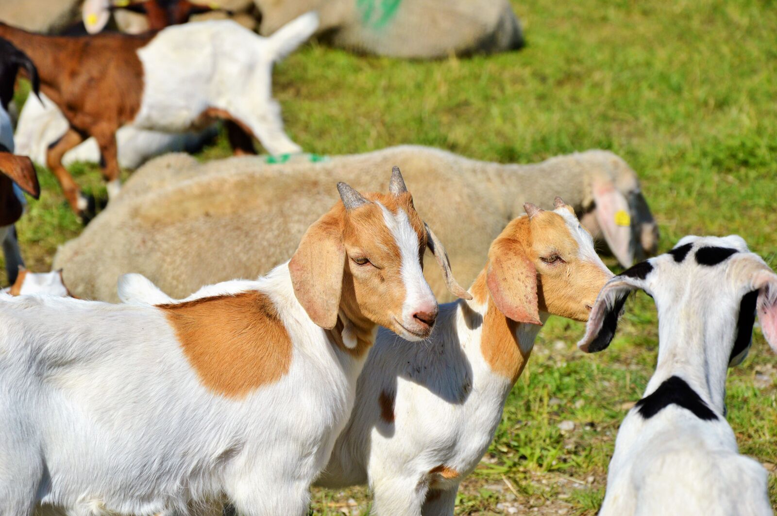 Nikon D3200 sample photo. Goat, prima donna, geiss photography