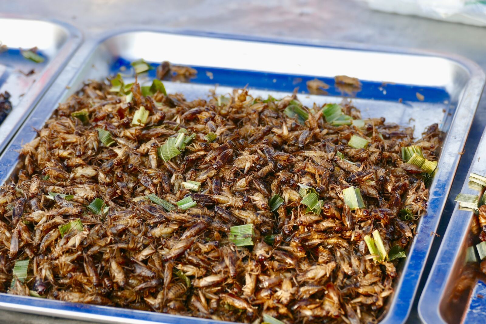 Panasonic Lumix DMC-FZ1000 sample photo. Food, insect, nutrition photography
