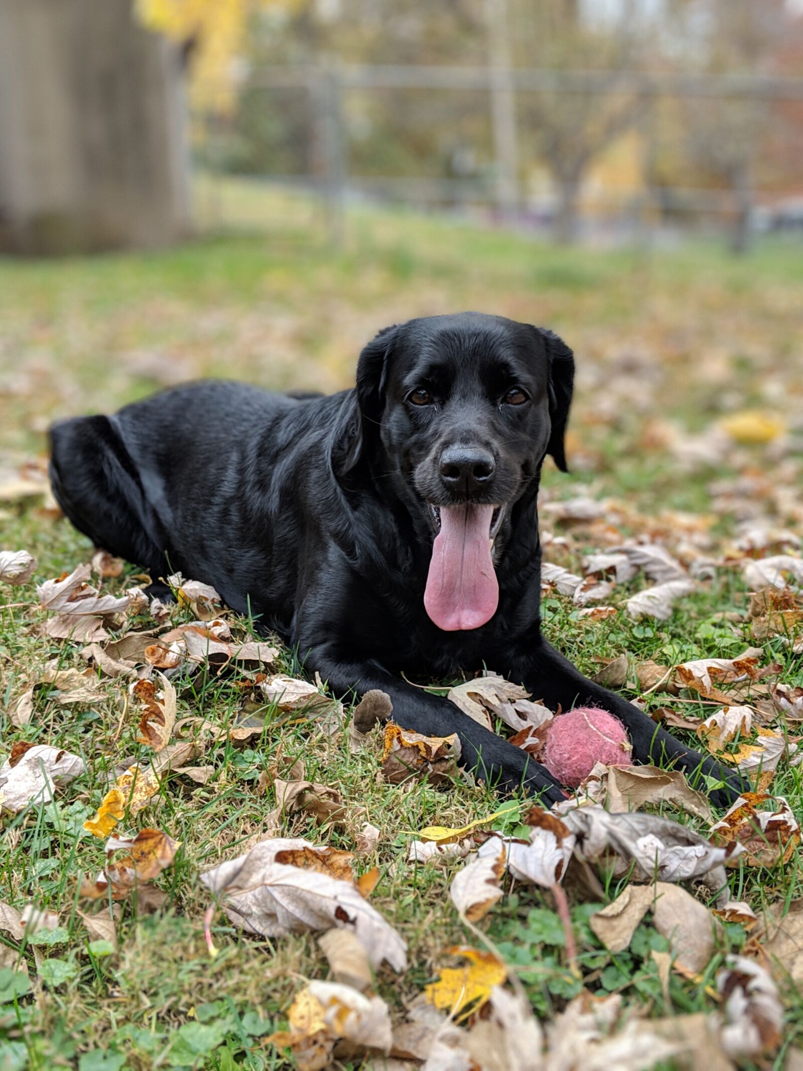 Google Pixel 2 sample photo. Dog, labrador, lab photography