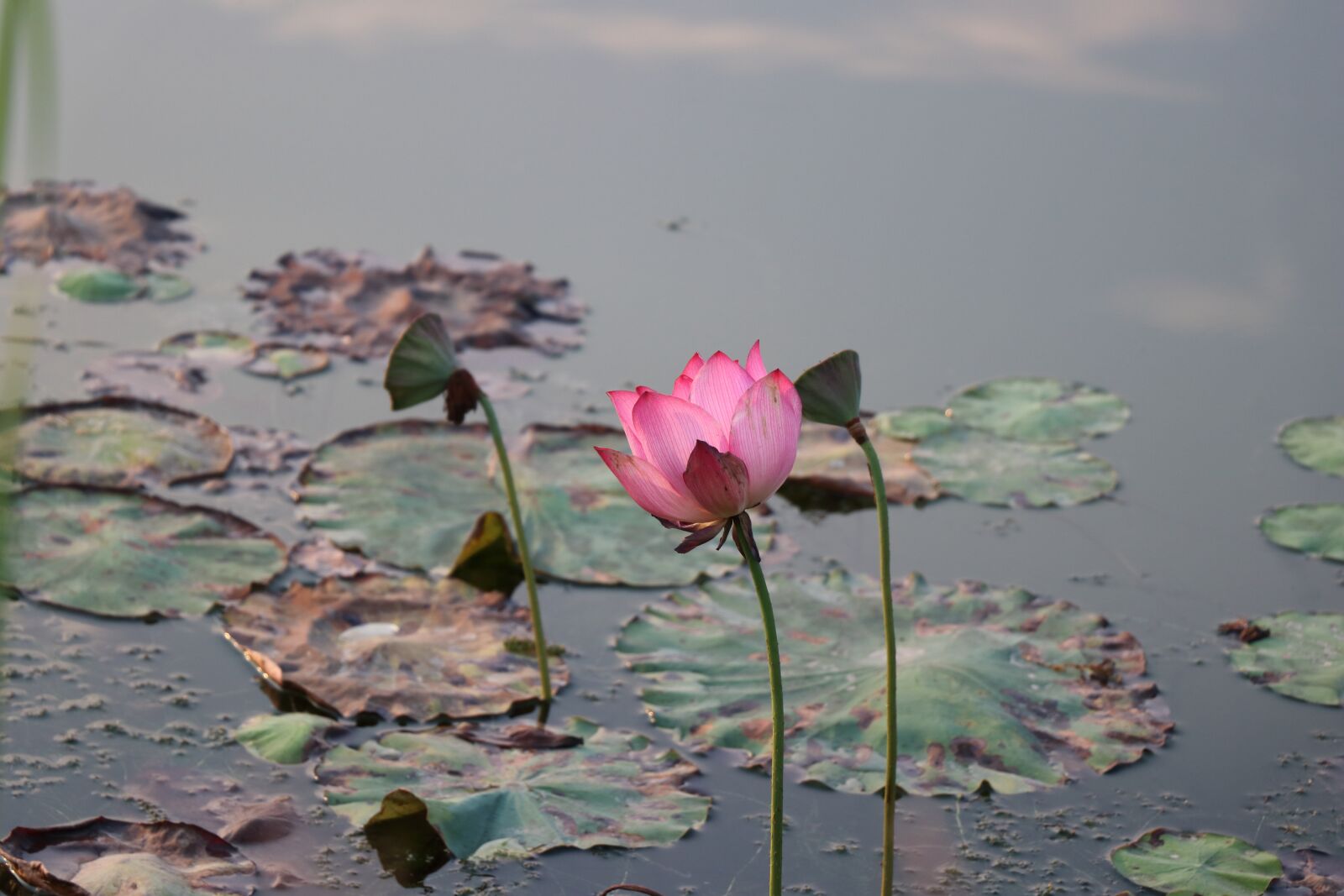 Canon EOS 80D sample photo. Lotus, bloom photography