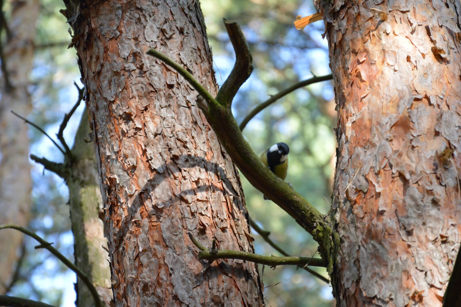 Nikon D3200 sample photo. Sikora, great tit, bird photography