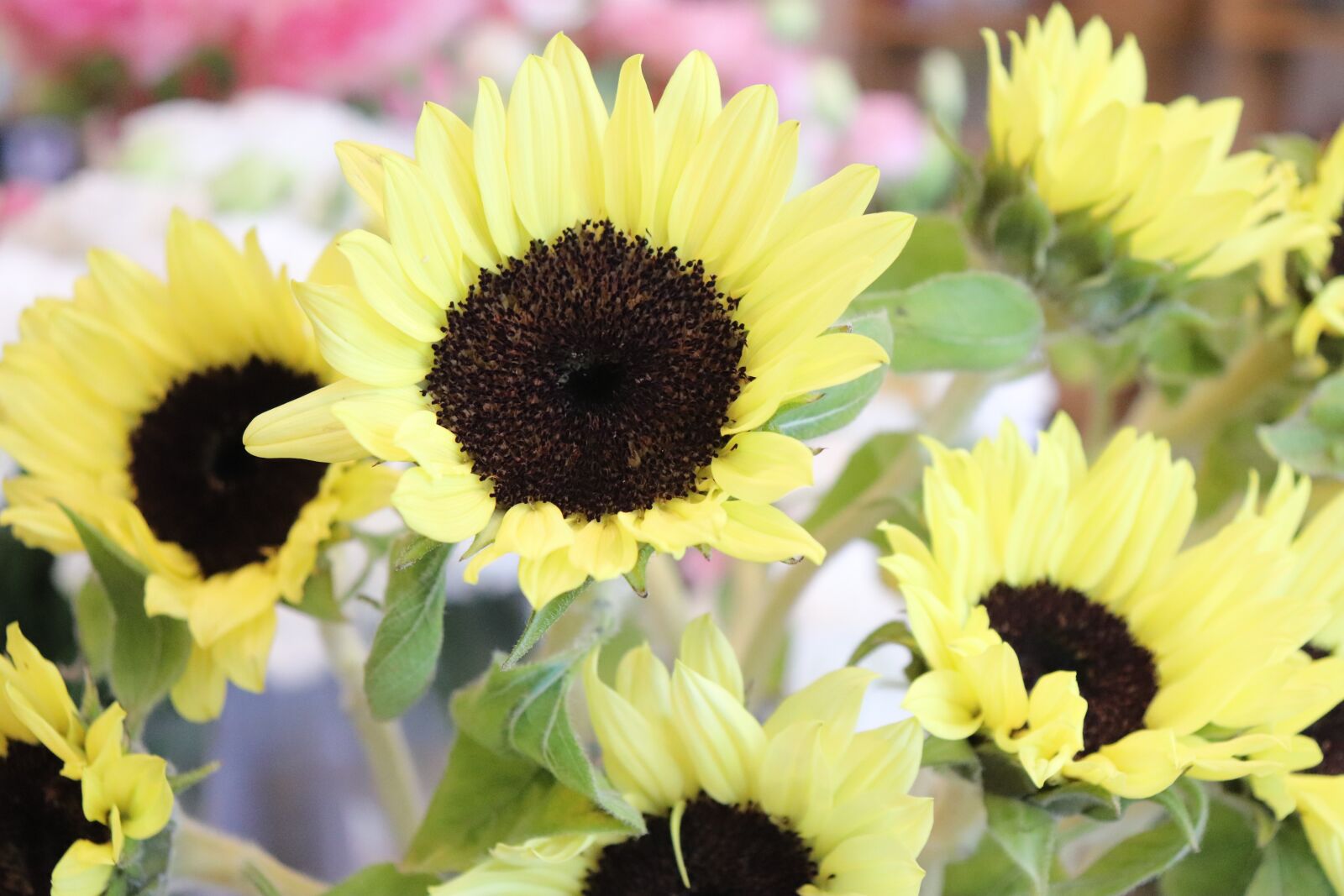 Canon EOS 200D (EOS Rebel SL2 / EOS Kiss X9) sample photo. Sunflower, flowers, yellow photography