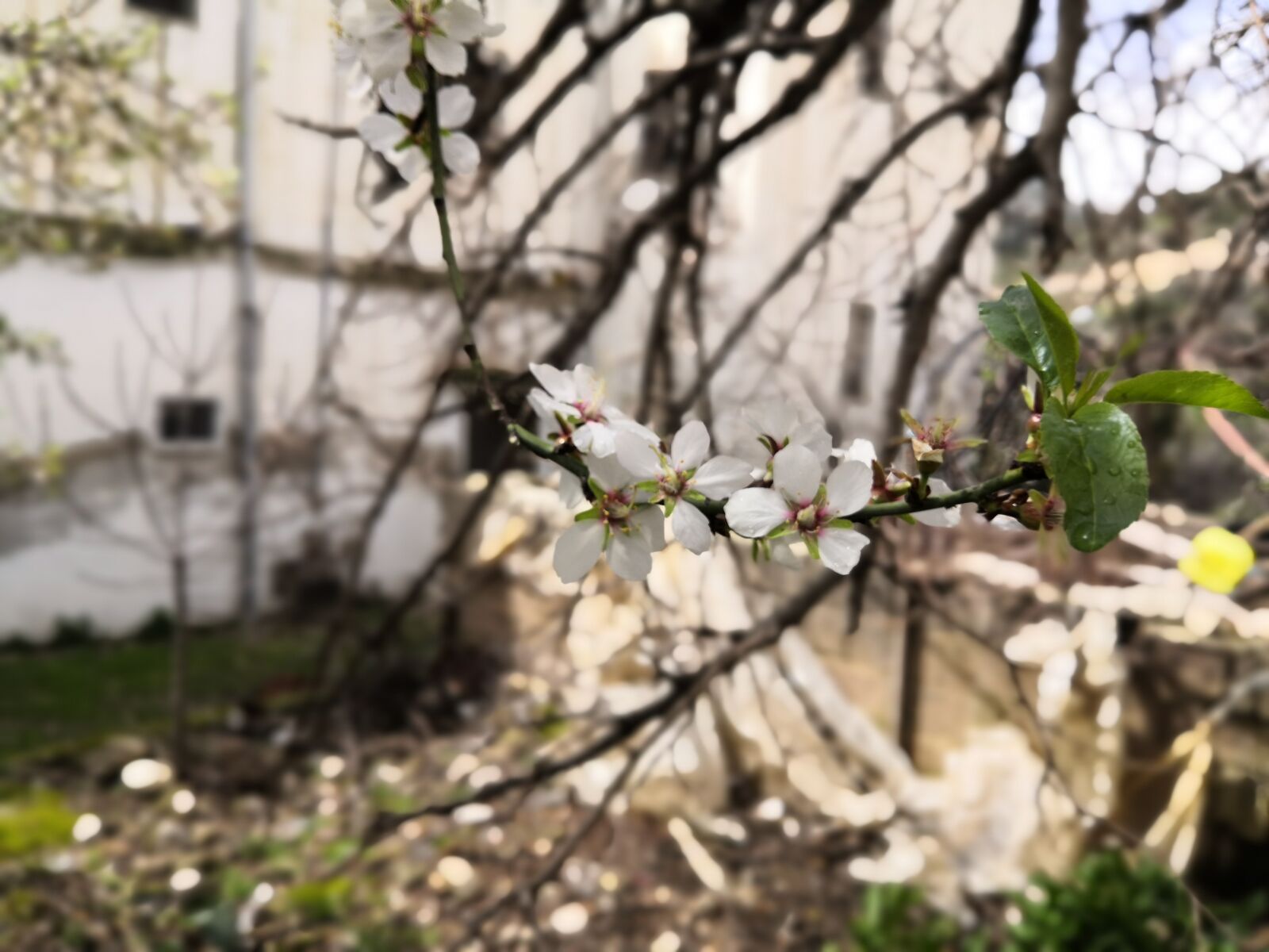 HUAWEI nova 3 sample photo. Jordan spring, almond blossoms photography