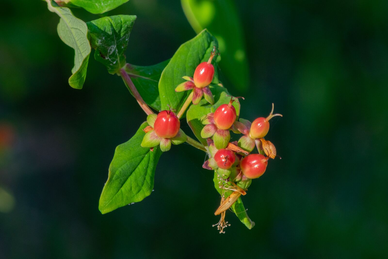 Nikon D3300 sample photo. Red, berry, nature photography