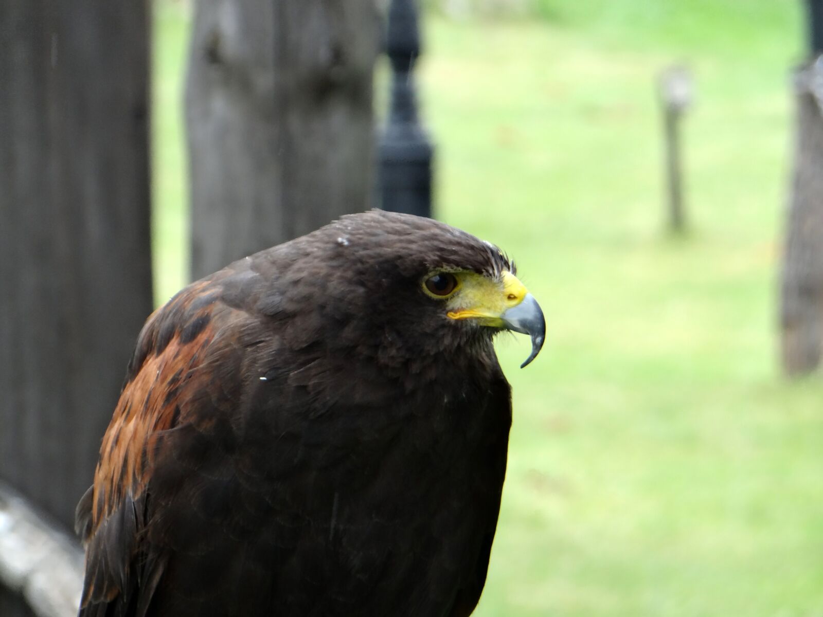 Sony DSC-HX200V sample photo. Hawk, claws, beak photography