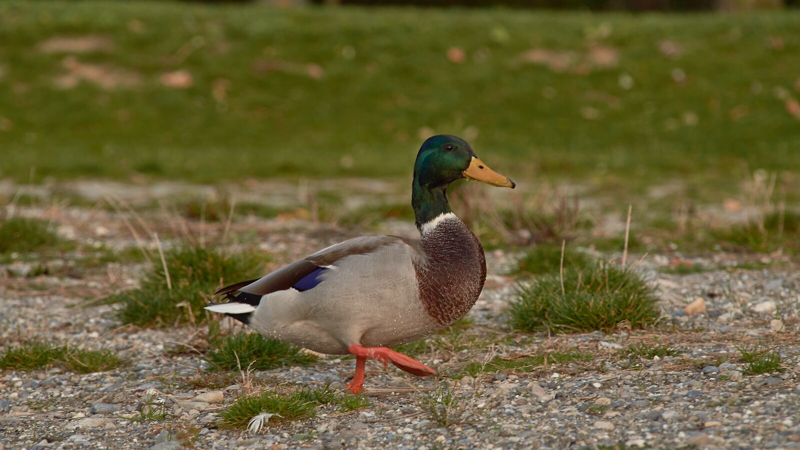 Nikon D3200 sample photo. Duck, waddle, water bird photography
