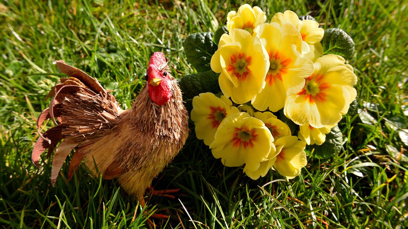 Nikon D5500 sample photo. Hen, primrose, rush photography