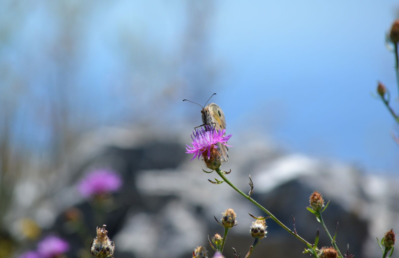 Nikon D5200 sample photo. Butterfly, macro, insect photography