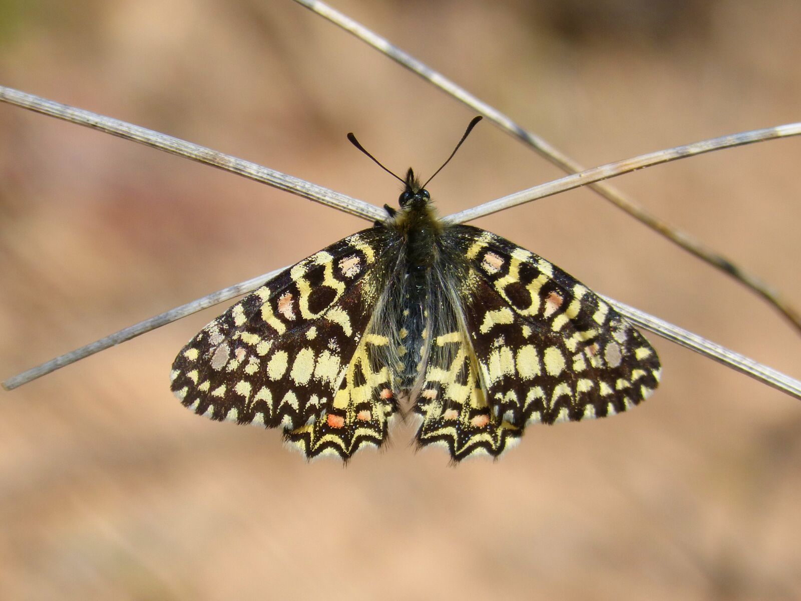 Panasonic DMC-FZ62 sample photo. Butterfly, branch, colorful photography