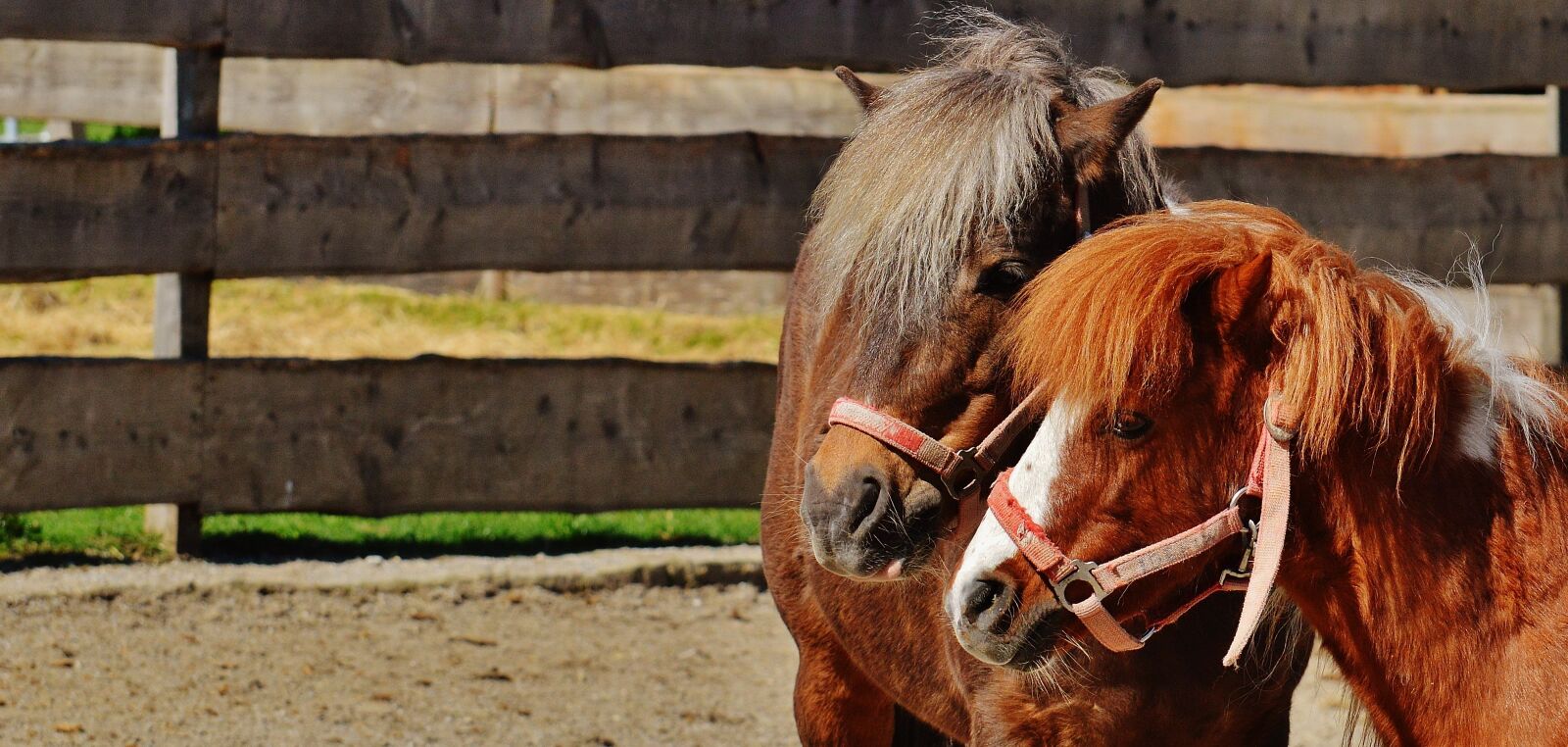 Nikon D3200 sample photo. Horses, pair, smooch photography