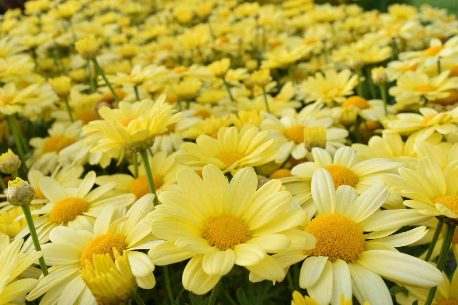 Nikon D3300 sample photo. Daisies, yellow, yellow daisies photography