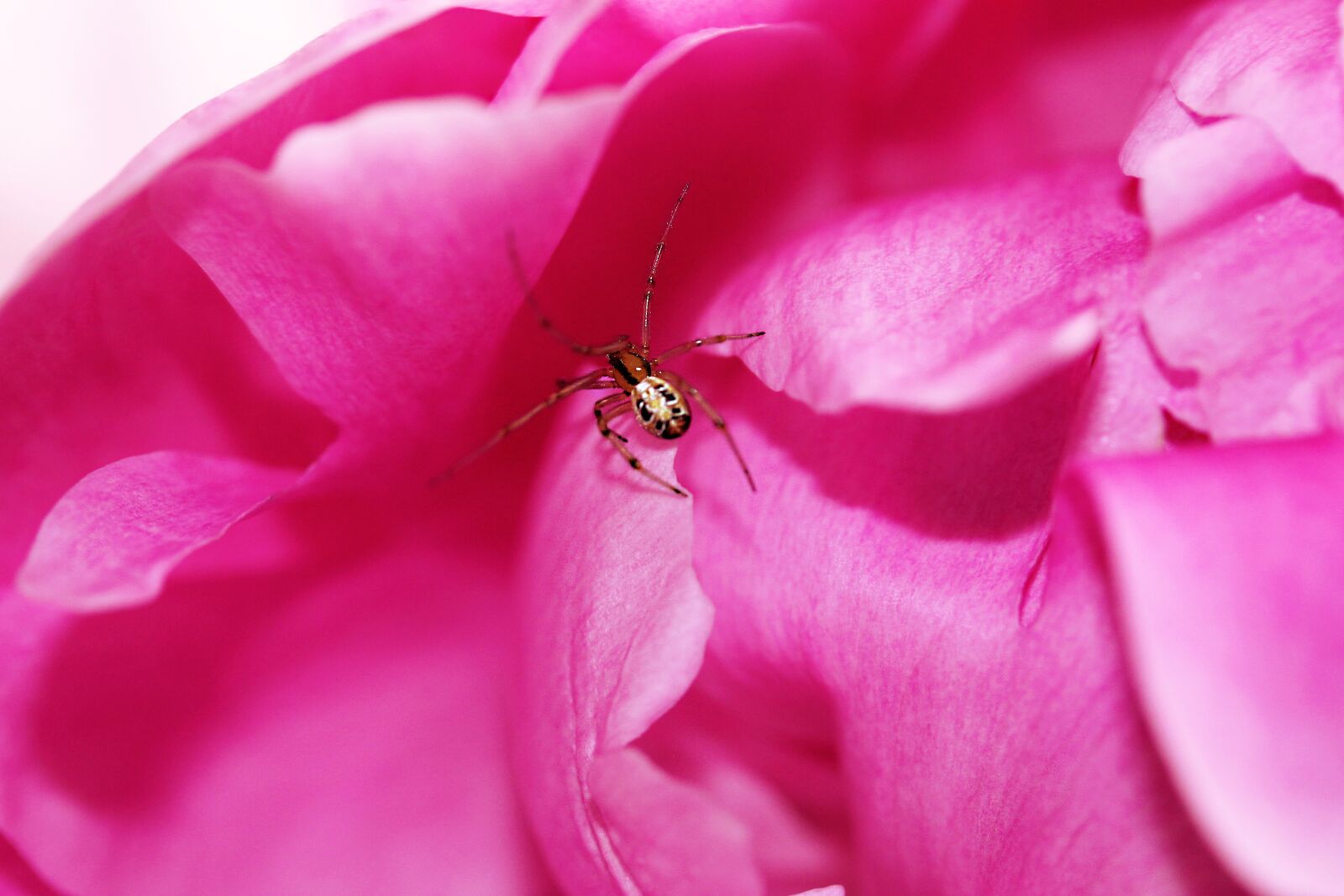 Canon EF-S 60mm F2.8 Macro USM sample photo. Peony, spider, nature photography