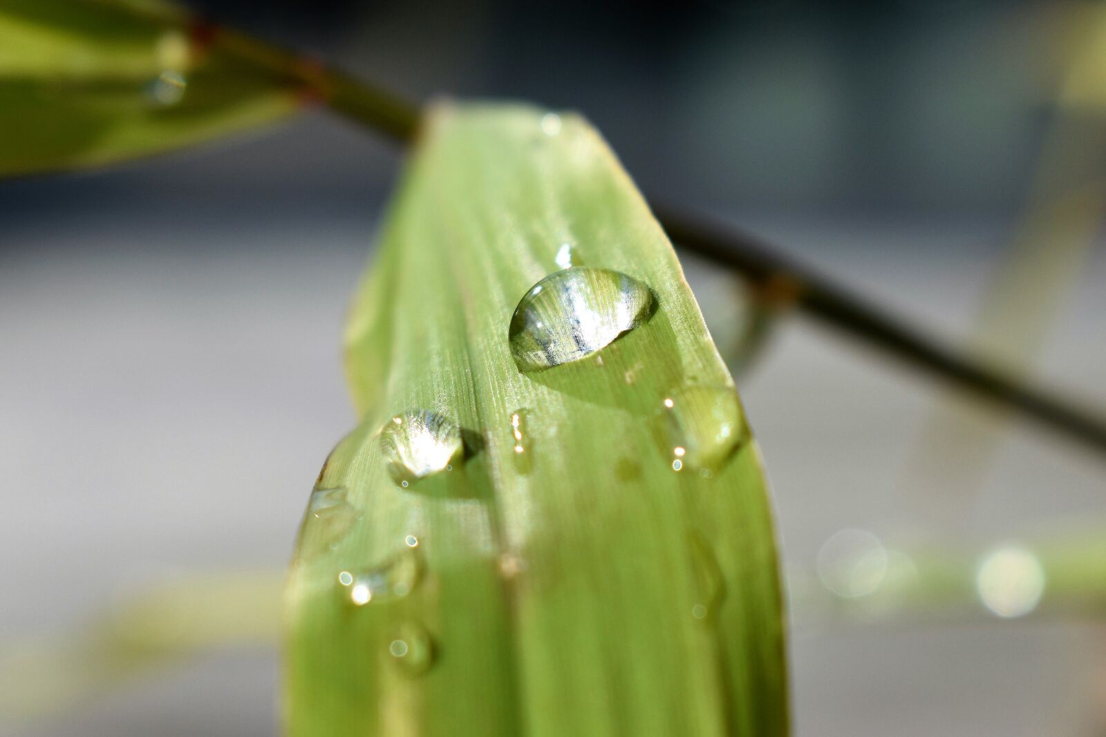 Nikon D5500 sample photo. Drop of water, nature photography