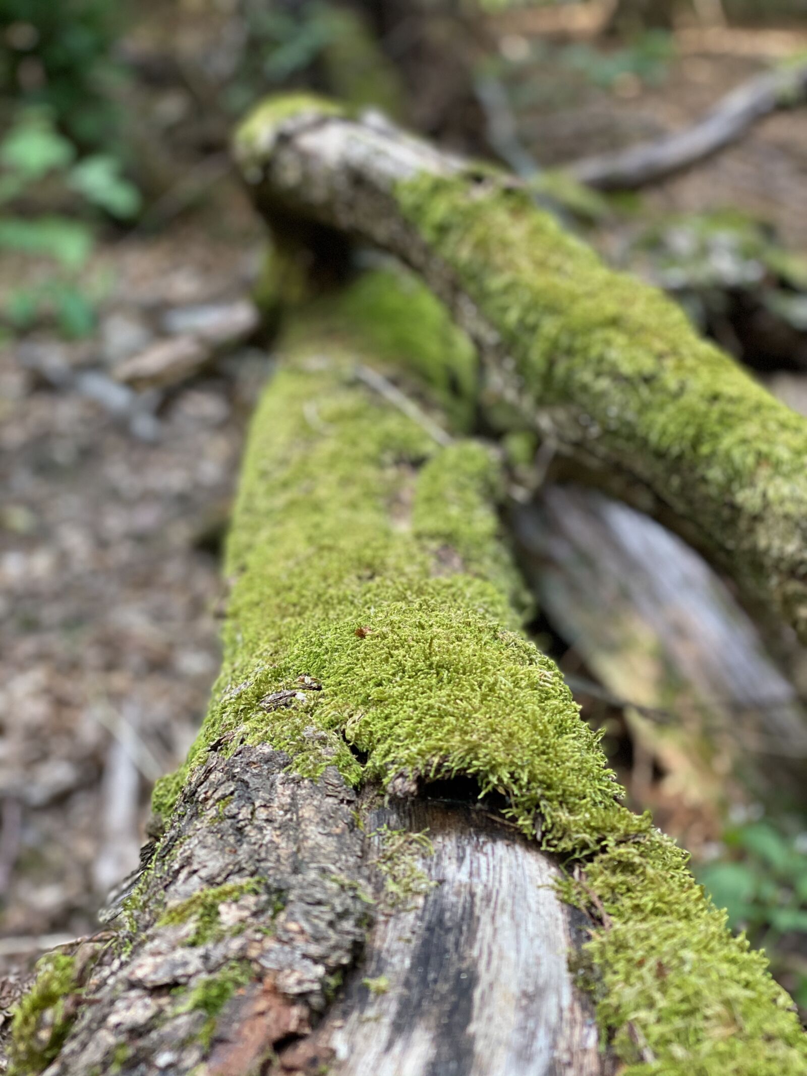 iPhone 11 Pro back dual camera 6mm f/2 sample photo. Log, tree, moss photography