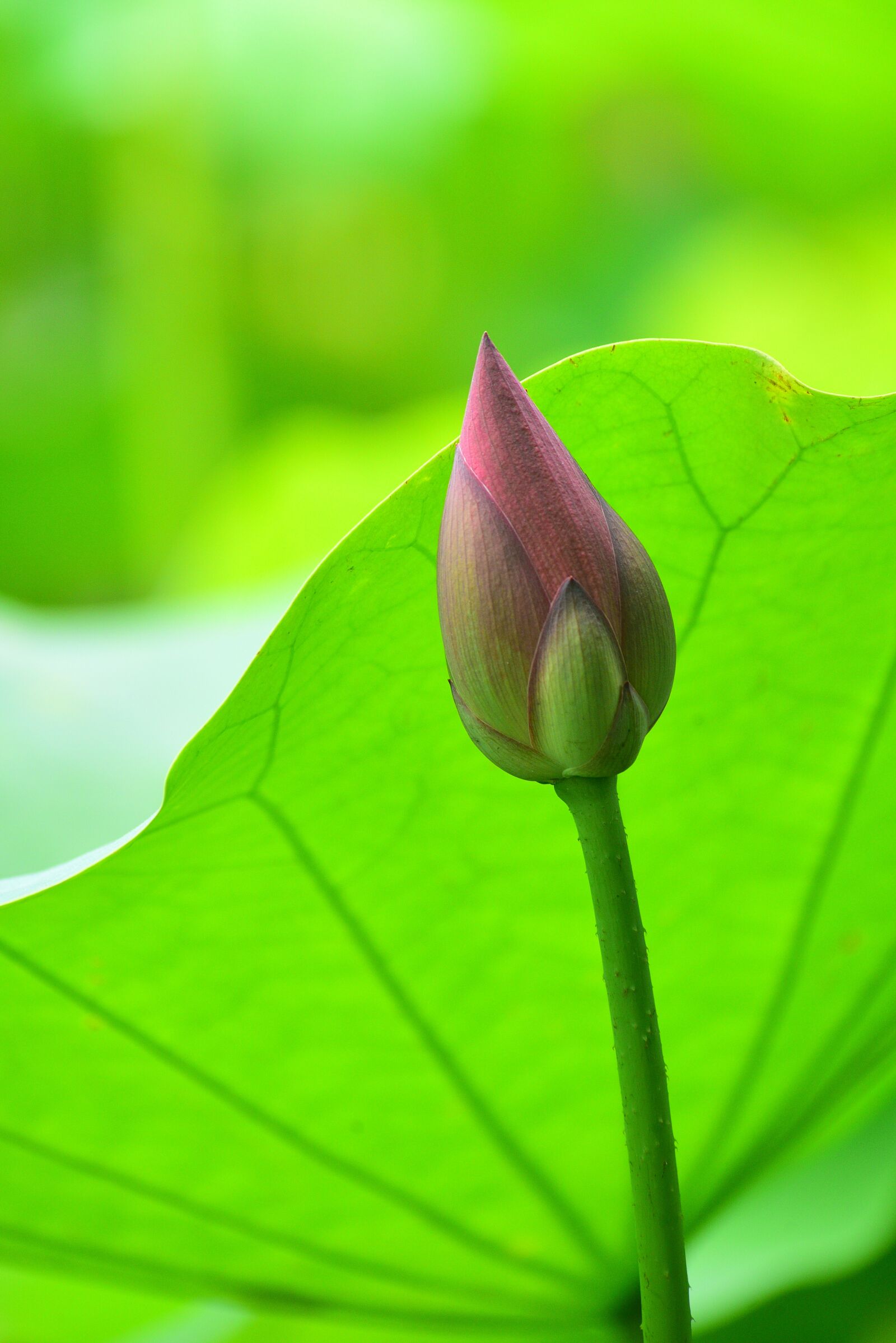 Nikon D750 sample photo. Plant, flower, lotus photography