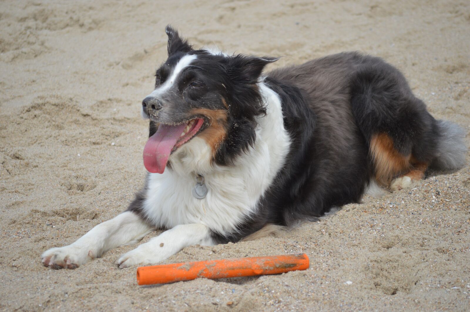 Nikon D3200 sample photo. Australia shepherd, bitch, beach photography