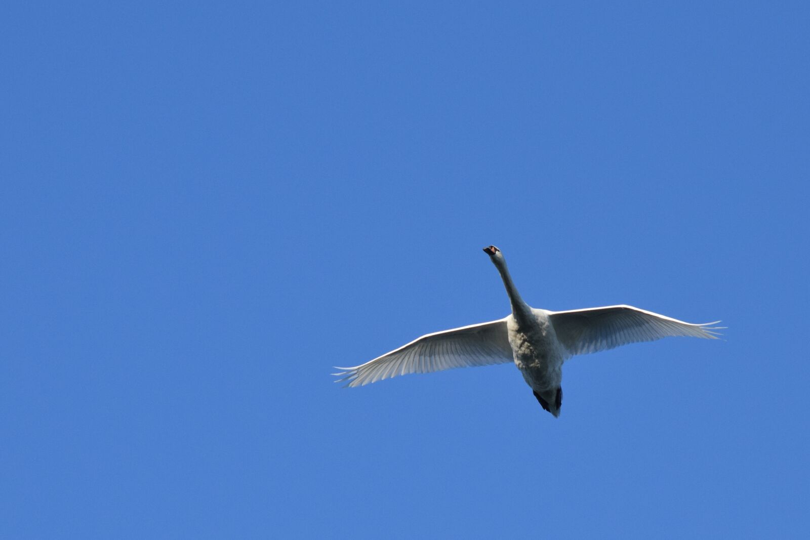 Nikon D5300 sample photo. Swan, air, biesbosch photography