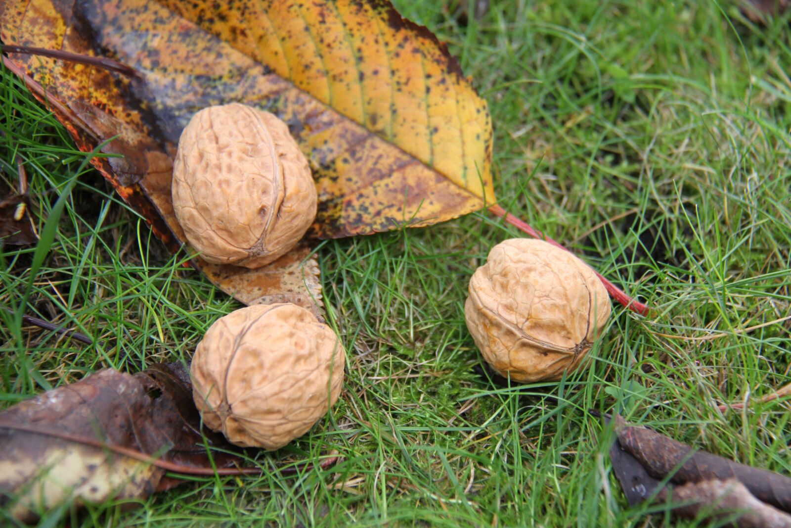 Canon EOS 7D + Canon EF-S 18-200mm F3.5-5.6 IS sample photo. Nuts, leaf, fall photography