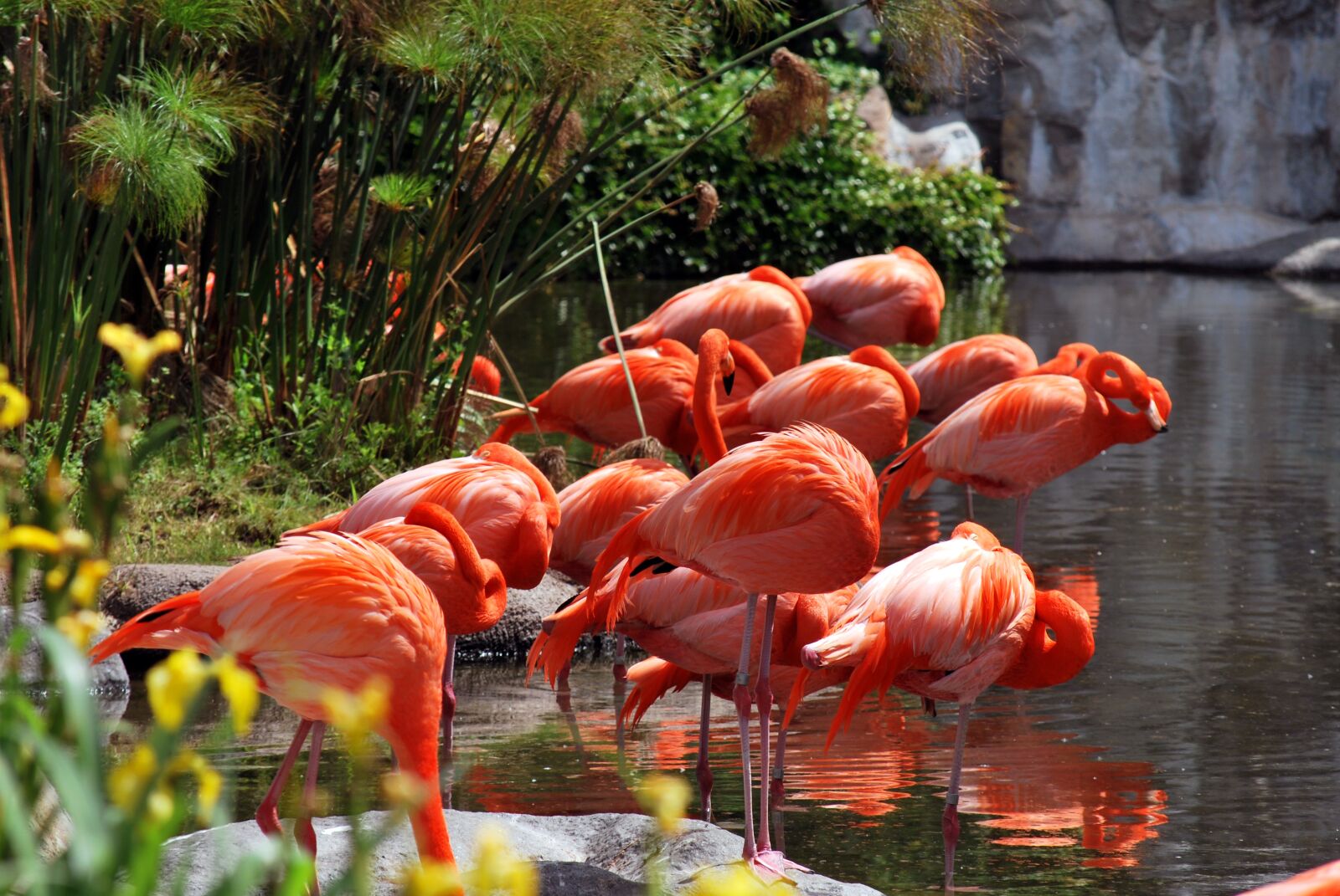 Nikon D60 sample photo. Nature, garden, tropical photography