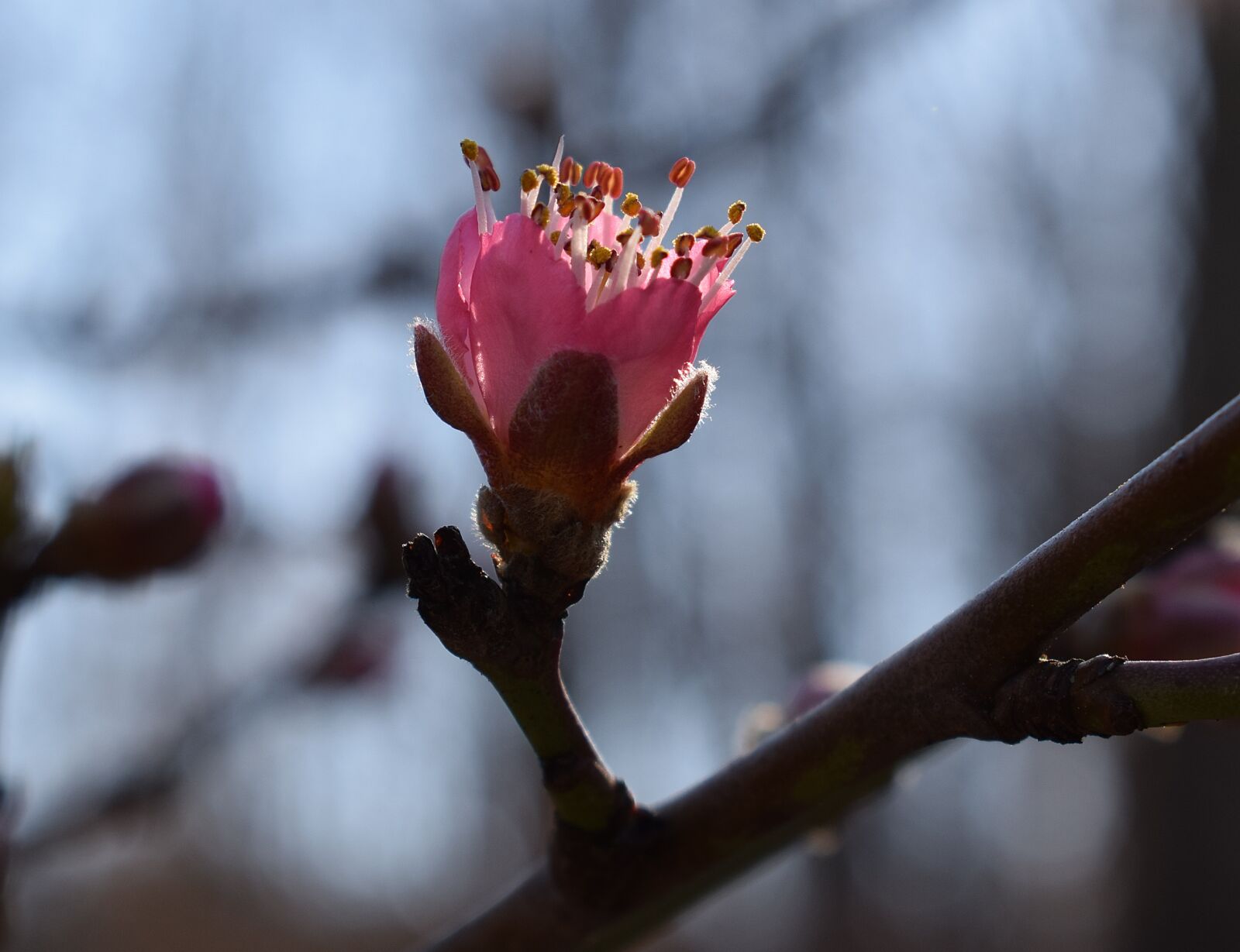 Nikon D3300 sample photo. Peach blossom bud opening photography