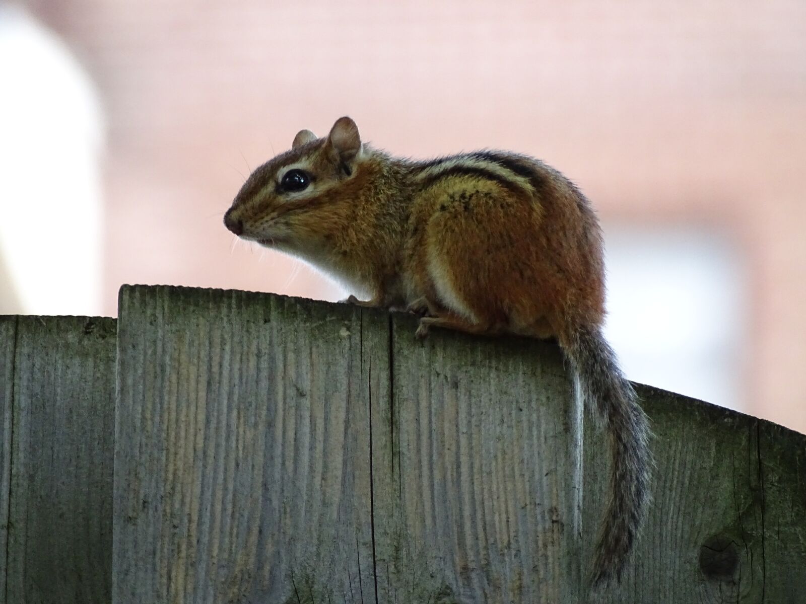 Sony Cyber-shot DSC-HX400V sample photo. Squirrel, animal, nature photography