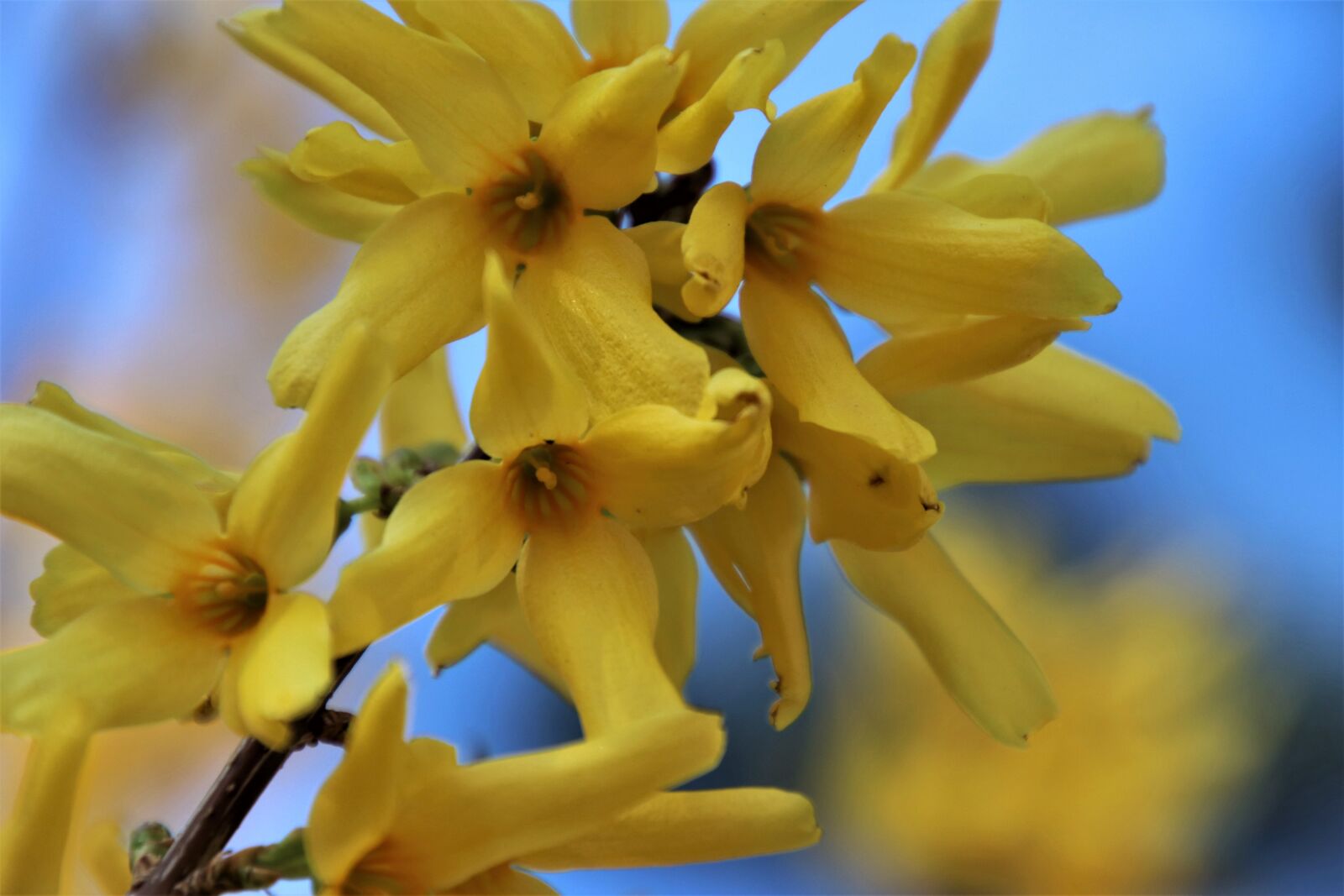 Canon EOS 80D sample photo. Forsythia, yellow, bud photography