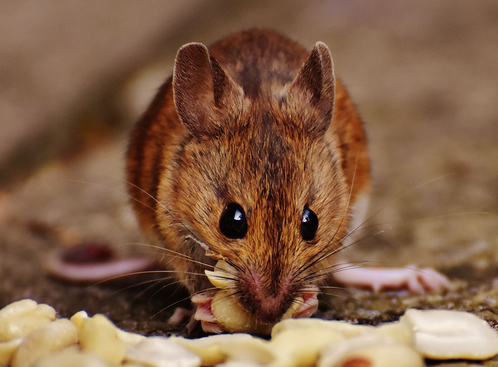 Nikon D7200 sample photo. Mouse, rodent, cute photography