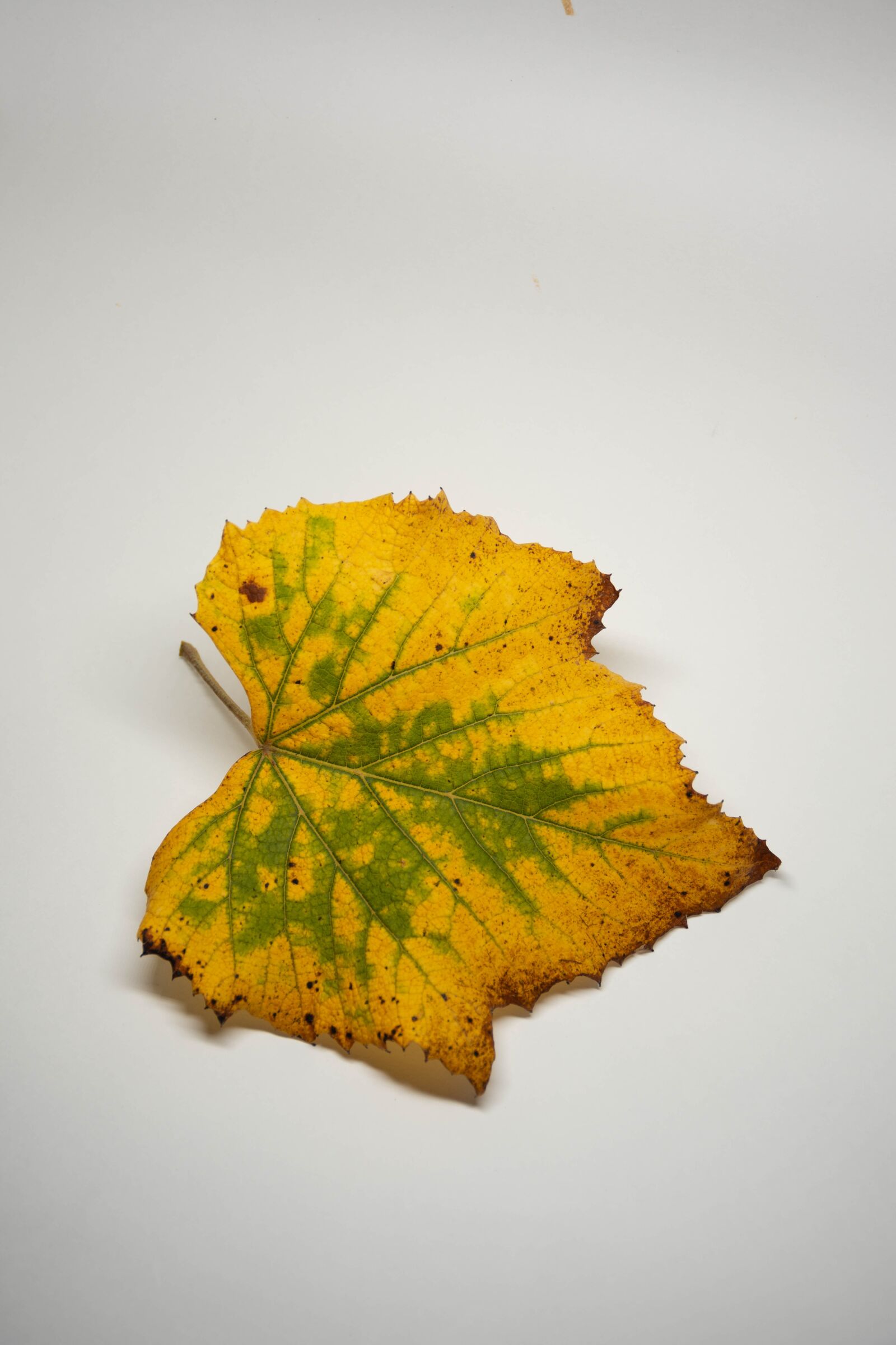 Nikon D7200 sample photo. Leaves, colorful, autumn photography