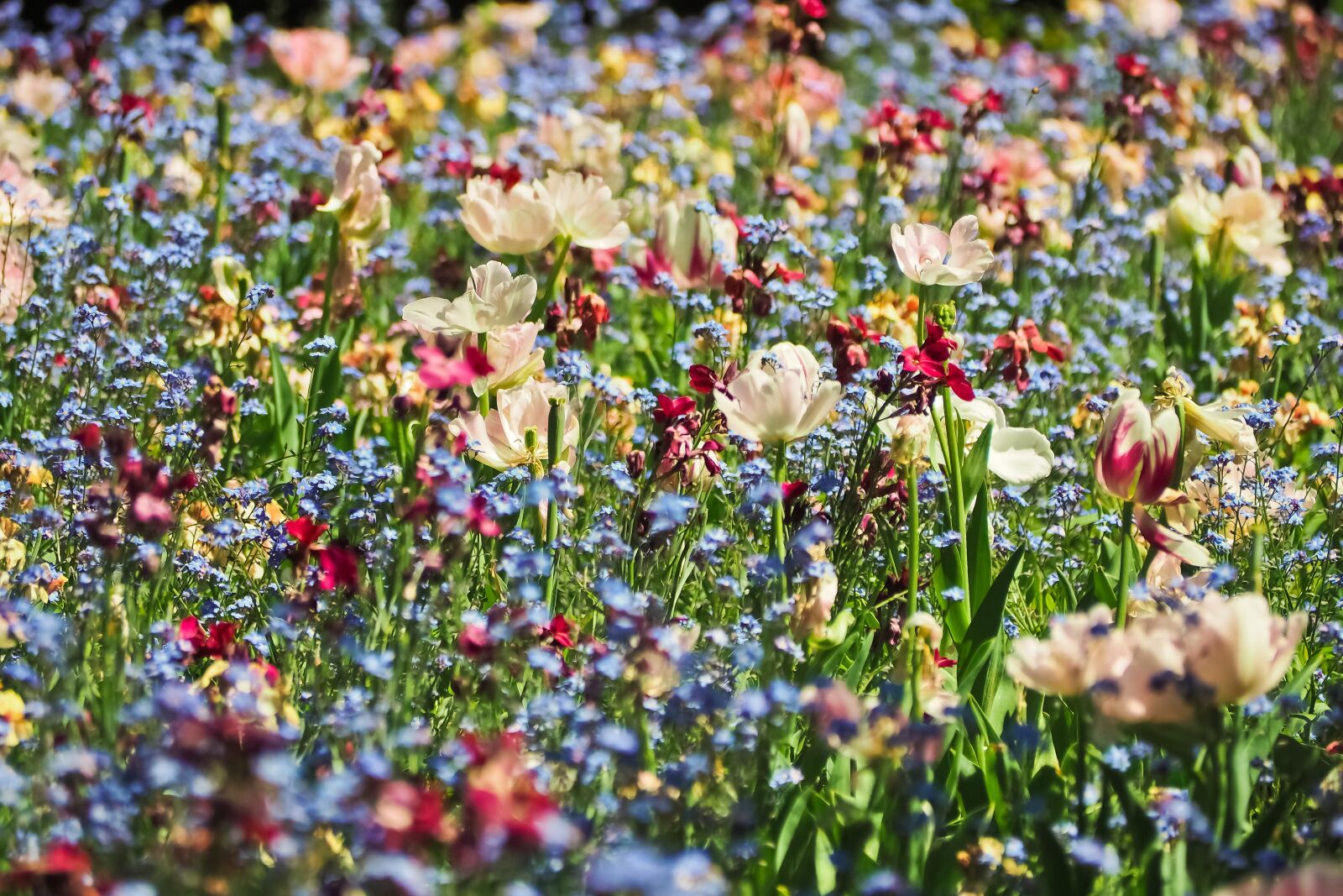Olympus OM-D E-M10 sample photo. Flowers, flower meadow, nature photography