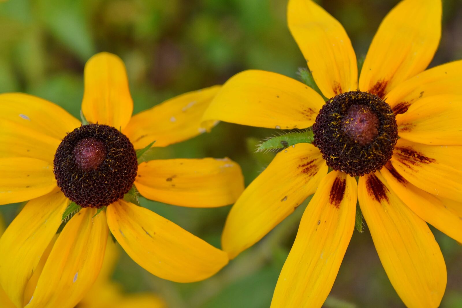 Nikon D5500 sample photo. Petal, summer, nature, plant photography