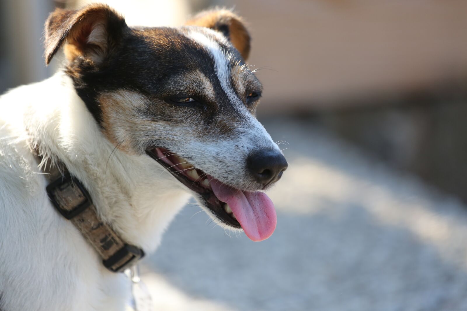 Canon EF 100-400mm F4.5-5.6L IS USM sample photo. Dog, jack russel, good photography