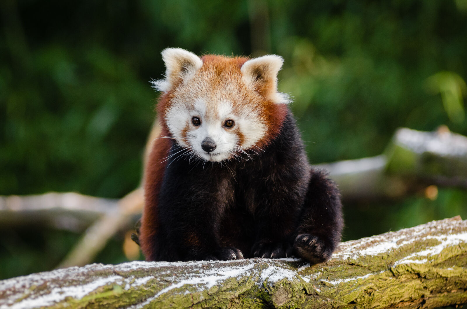 AF Zoom-Nikkor 80-200mm f/2.8 ED sample photo