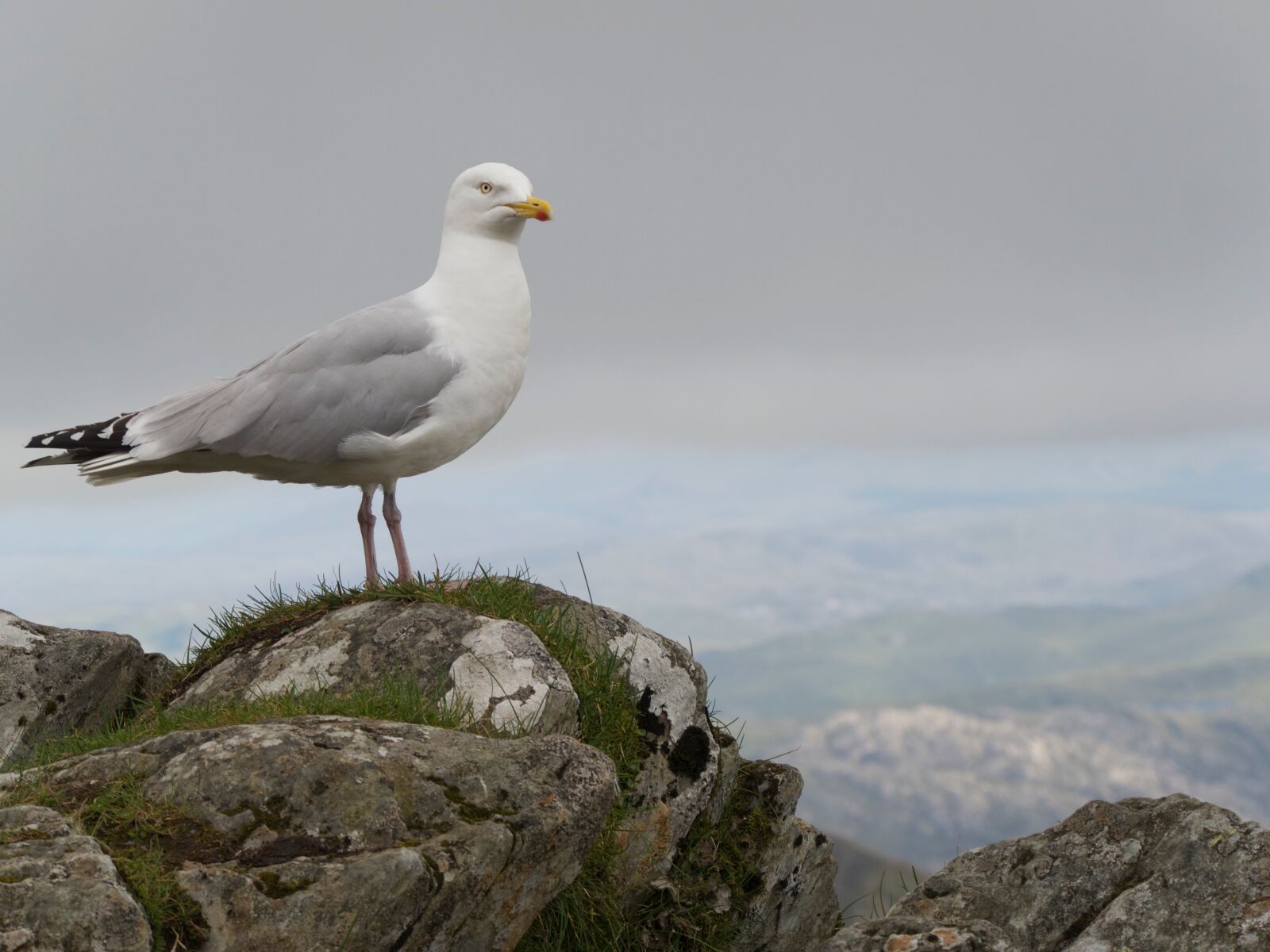 Panasonic Lumix DMC-G6 sample photo. Seagull, wales, outdoors photography