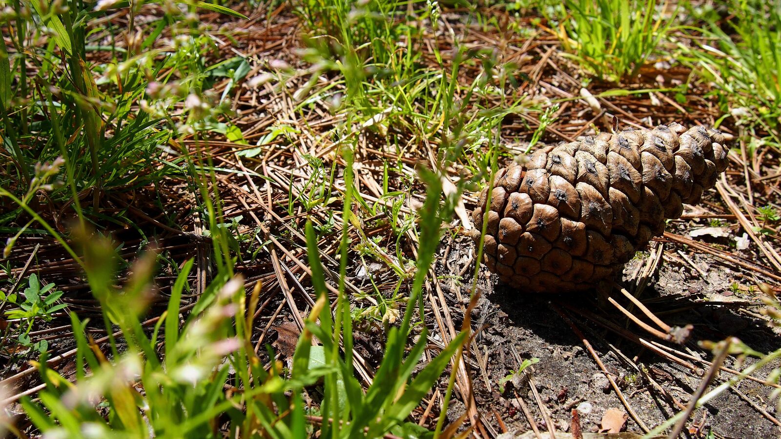 Olympus PEN E-PL6 sample photo. Pine cone, nature, closeup photography
