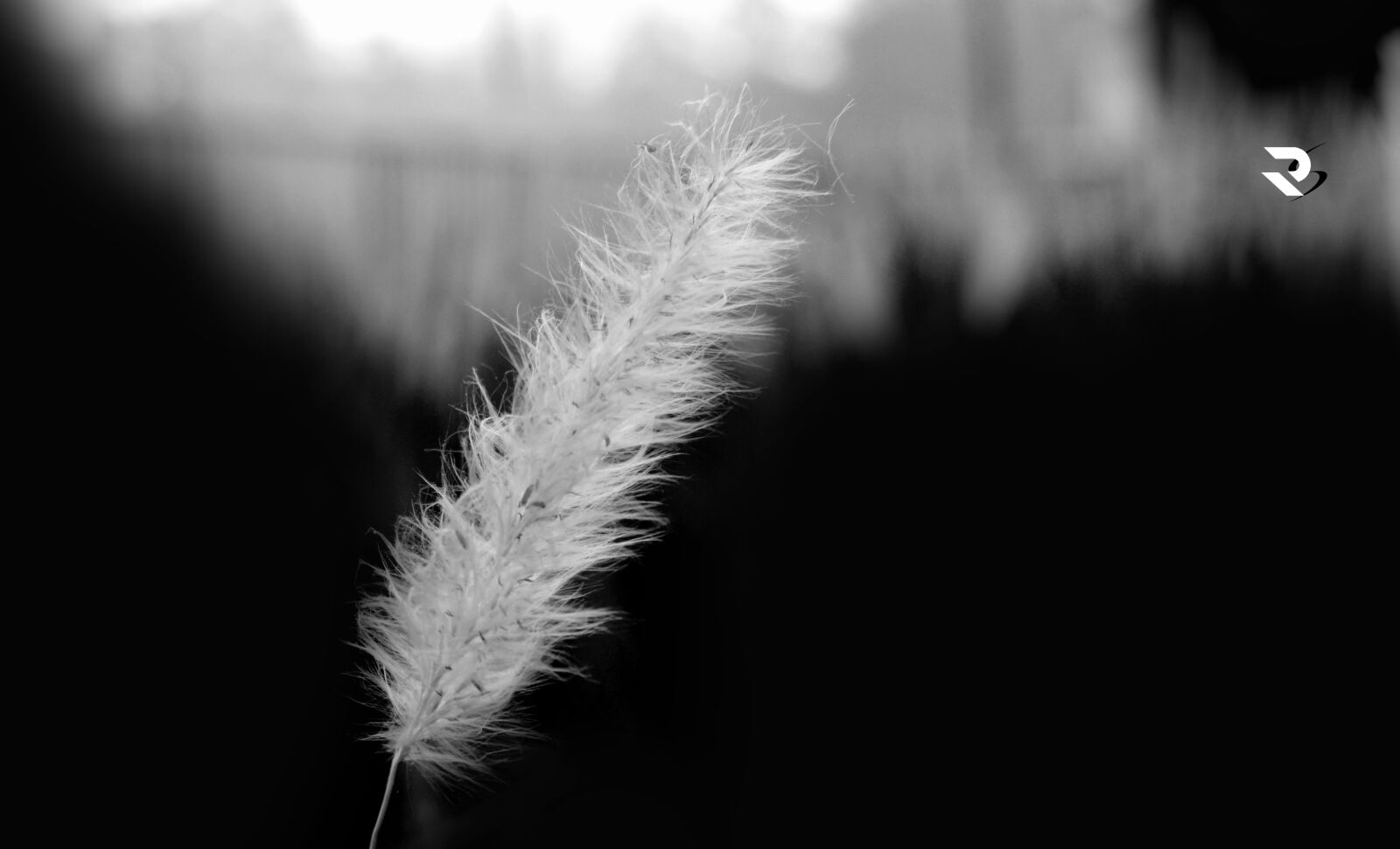 Nikon D5200 sample photo. Black, white, blackandwhitephotography, dslephotography photography