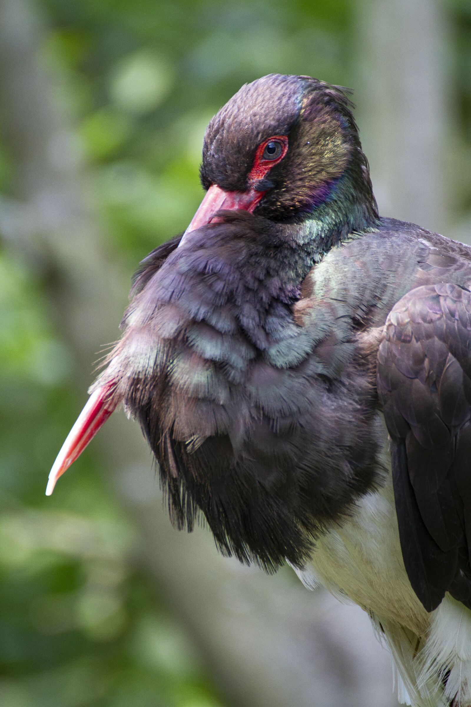 Canon EOS 7D sample photo. Black stork, bird, nature photography
