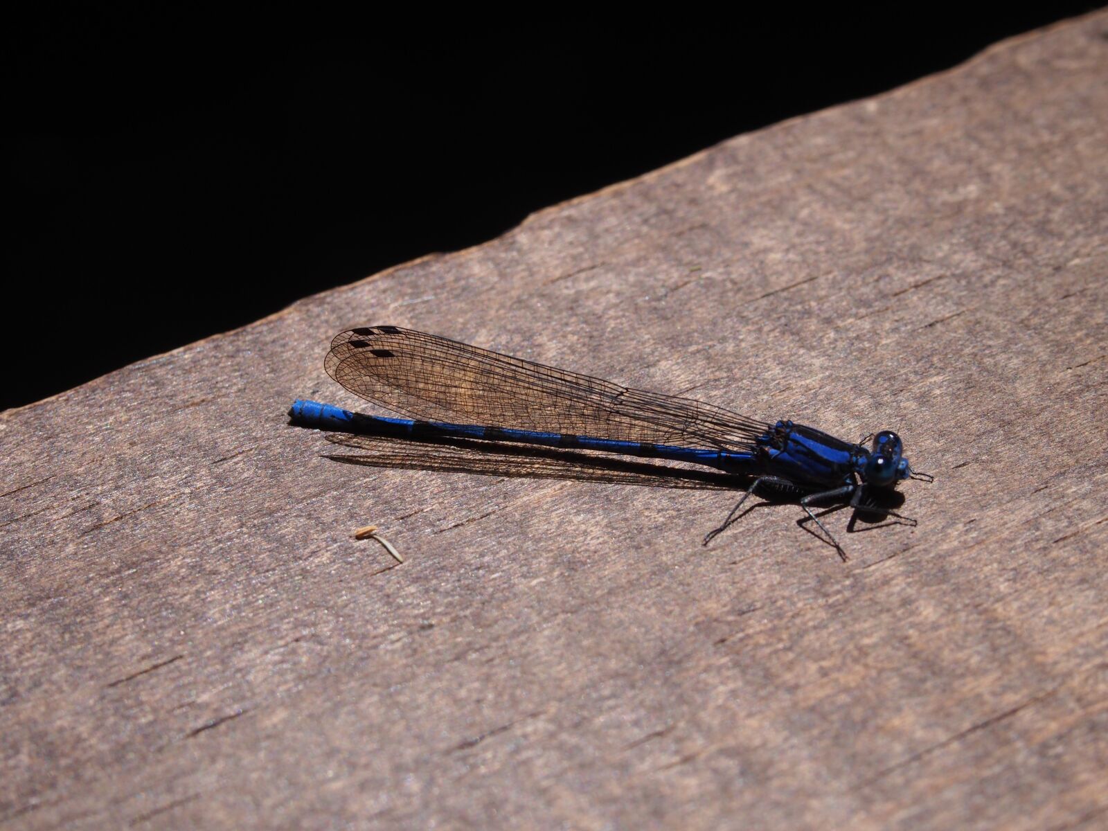 Olympus PEN E-PL6 sample photo. Dragonfly, blue, insect photography