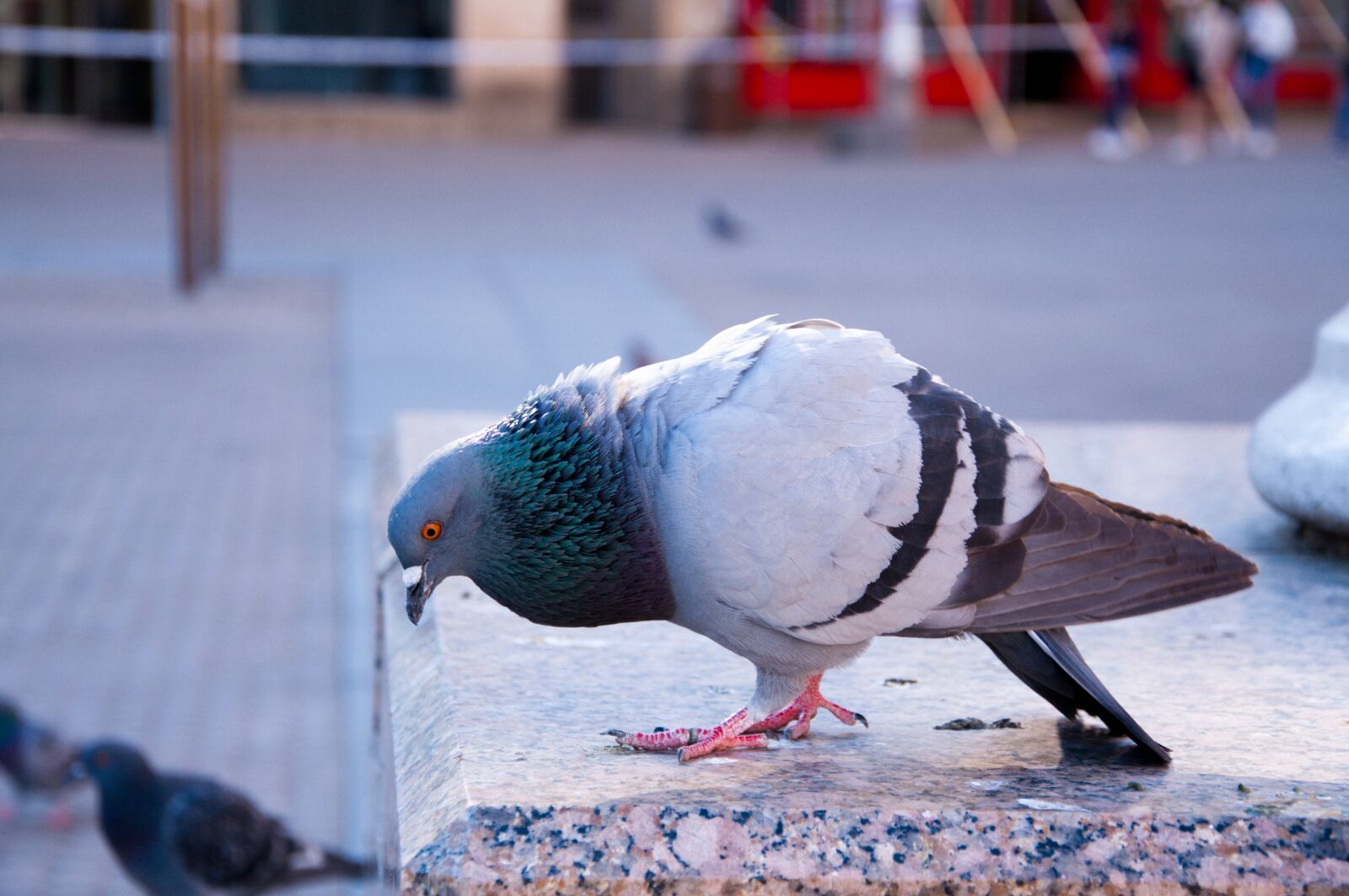 Nikon D90 sample photo. Pigeon, city, bird photography