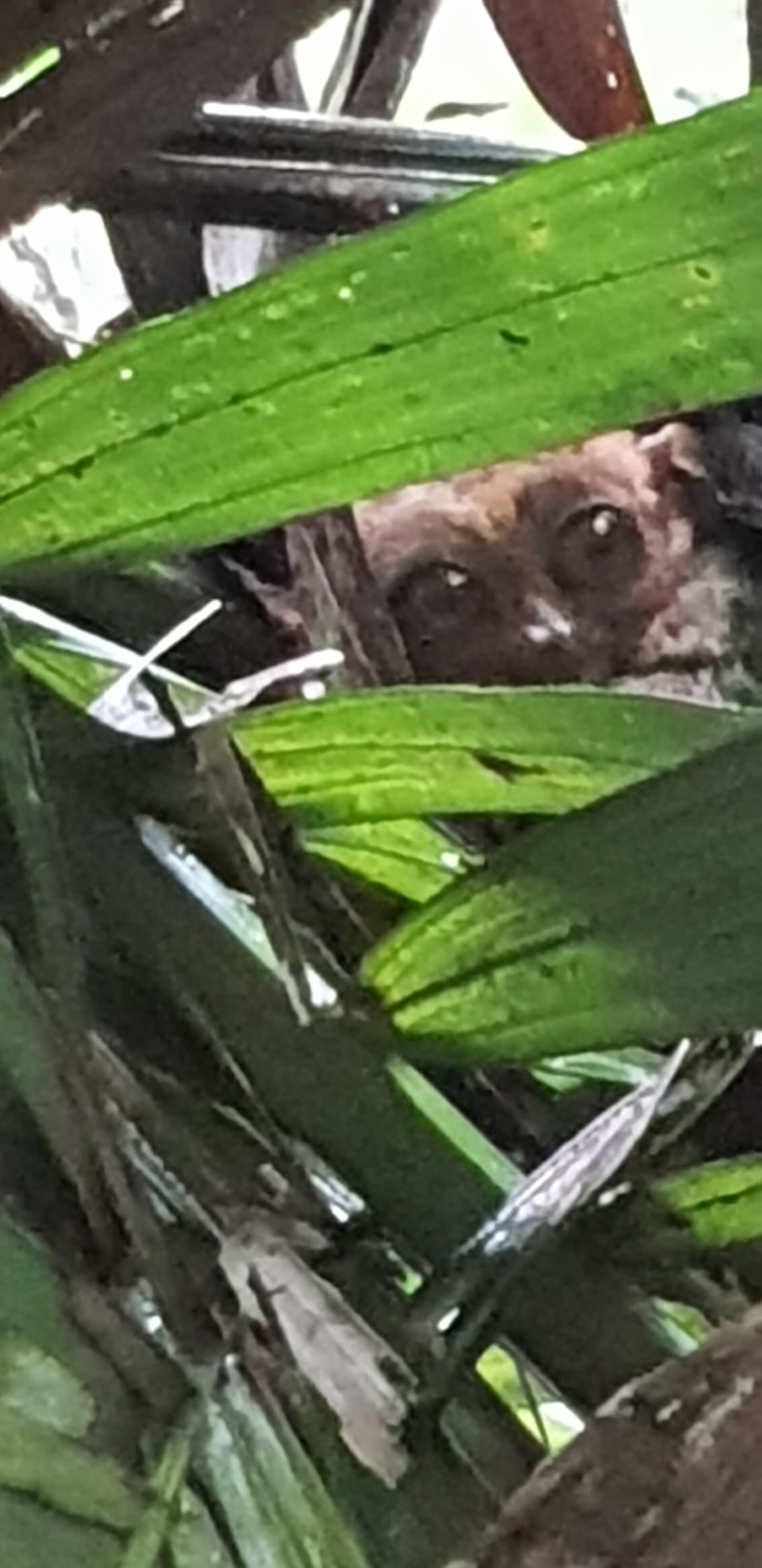 Samsung Galaxy S9+ sample photo. Philippines, tarsier, bohol photography