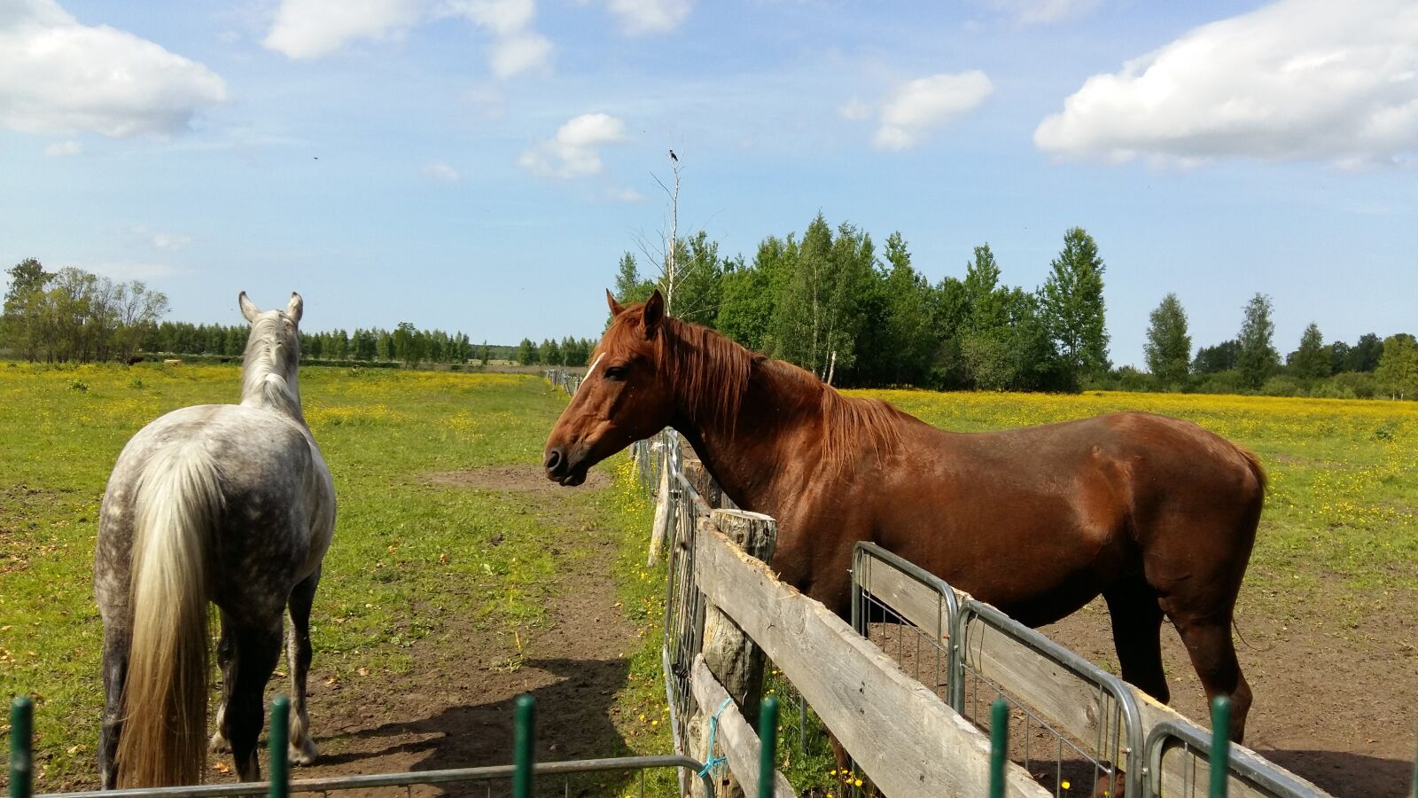 Samsung Galaxy A5 sample photo. Horse, horses, equine photography