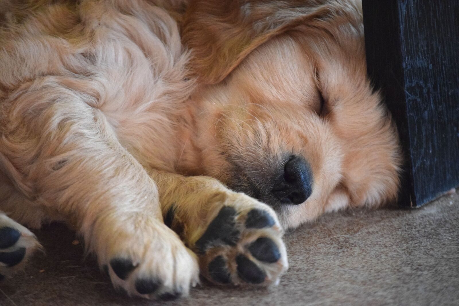 Nikon D5300 sample photo. Puppy, paws, sleeping photography