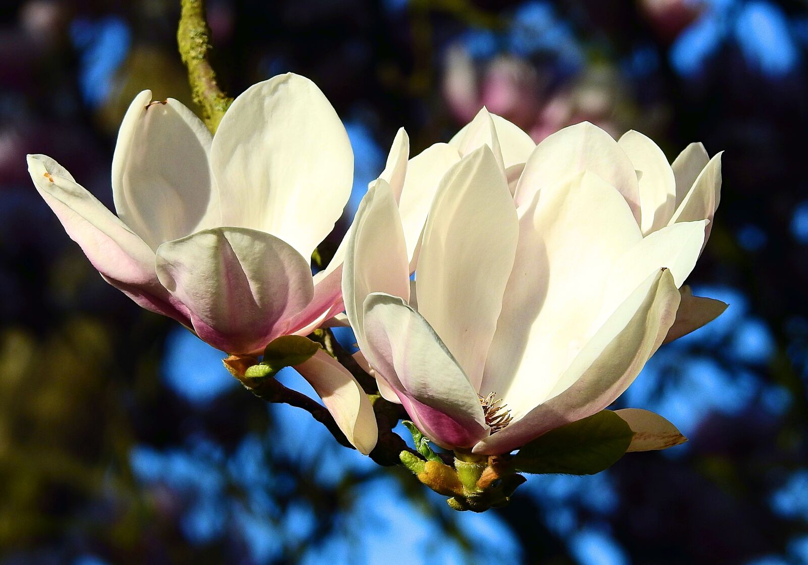 Nikon Coolpix P900 sample photo. Flower, magnolia, plant photography