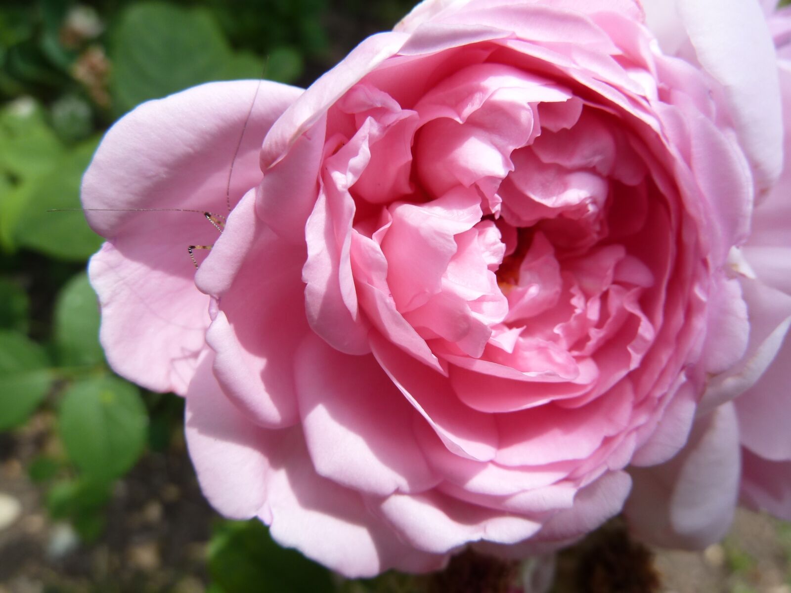 Panasonic Lumix DMC-ZS7 (Lumix DMC-TZ10) sample photo. Rose, pink, blossom photography