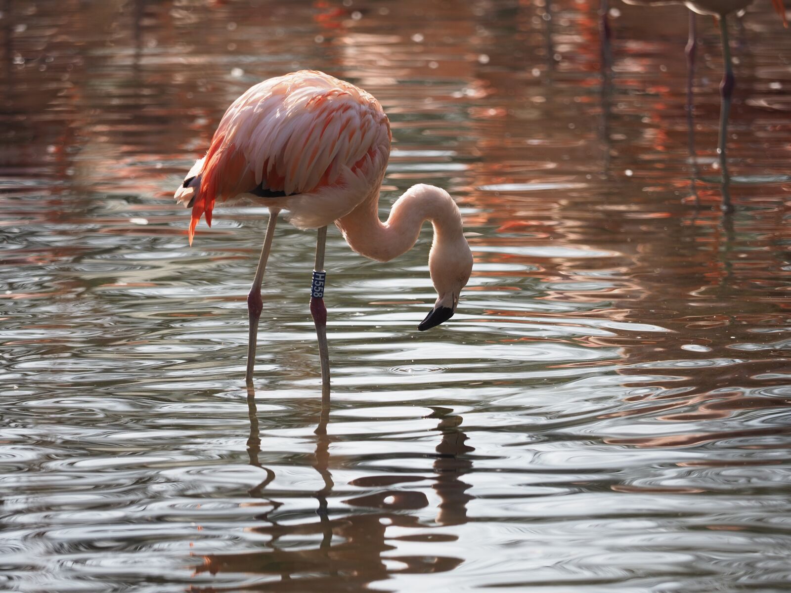 Olympus OM-D E-M1 Mark II + Olympus M.Zuiko Digital ED 40-150mm F2.8 Pro sample photo. Bird, flamingo, whites photography