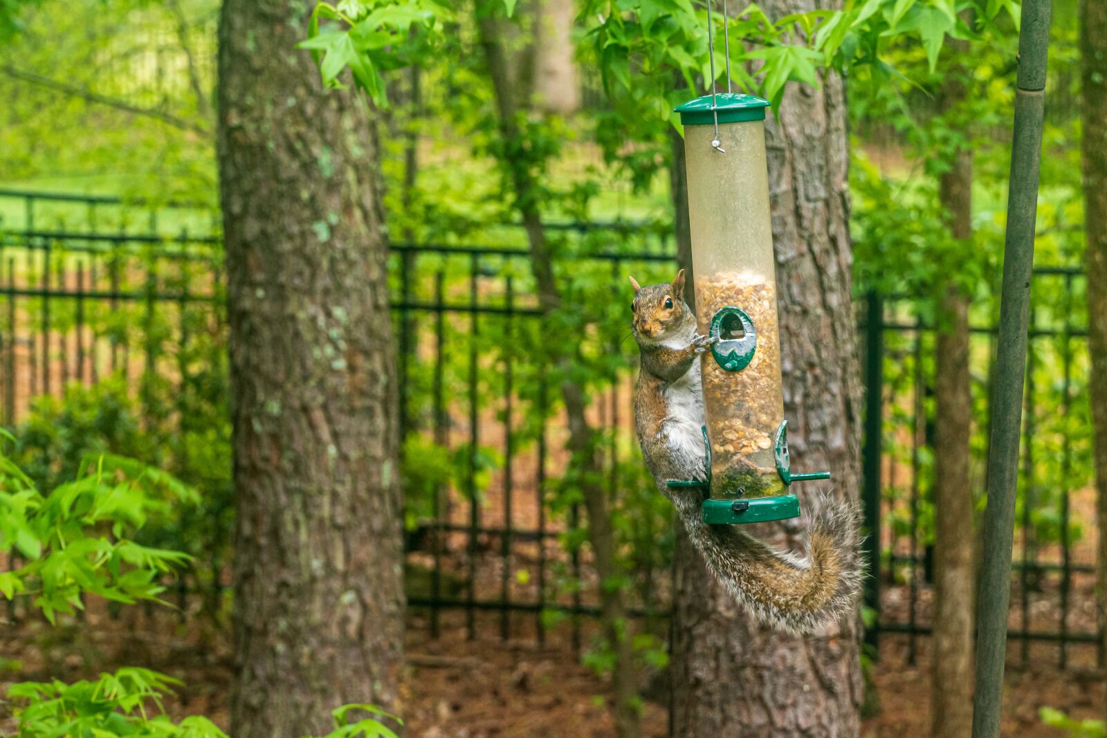 Sony E PZ 18-105mm F4 G OSS sample photo. Squirrel, thief, nuts photography