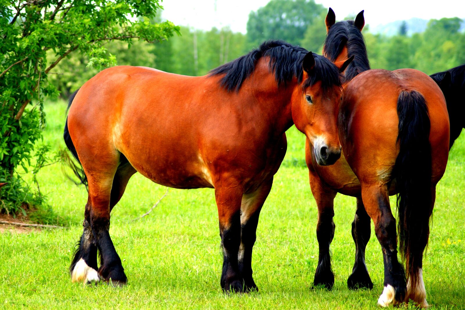 Sony Alpha DSLR-A390 sample photo. The horse, horses, animal photography