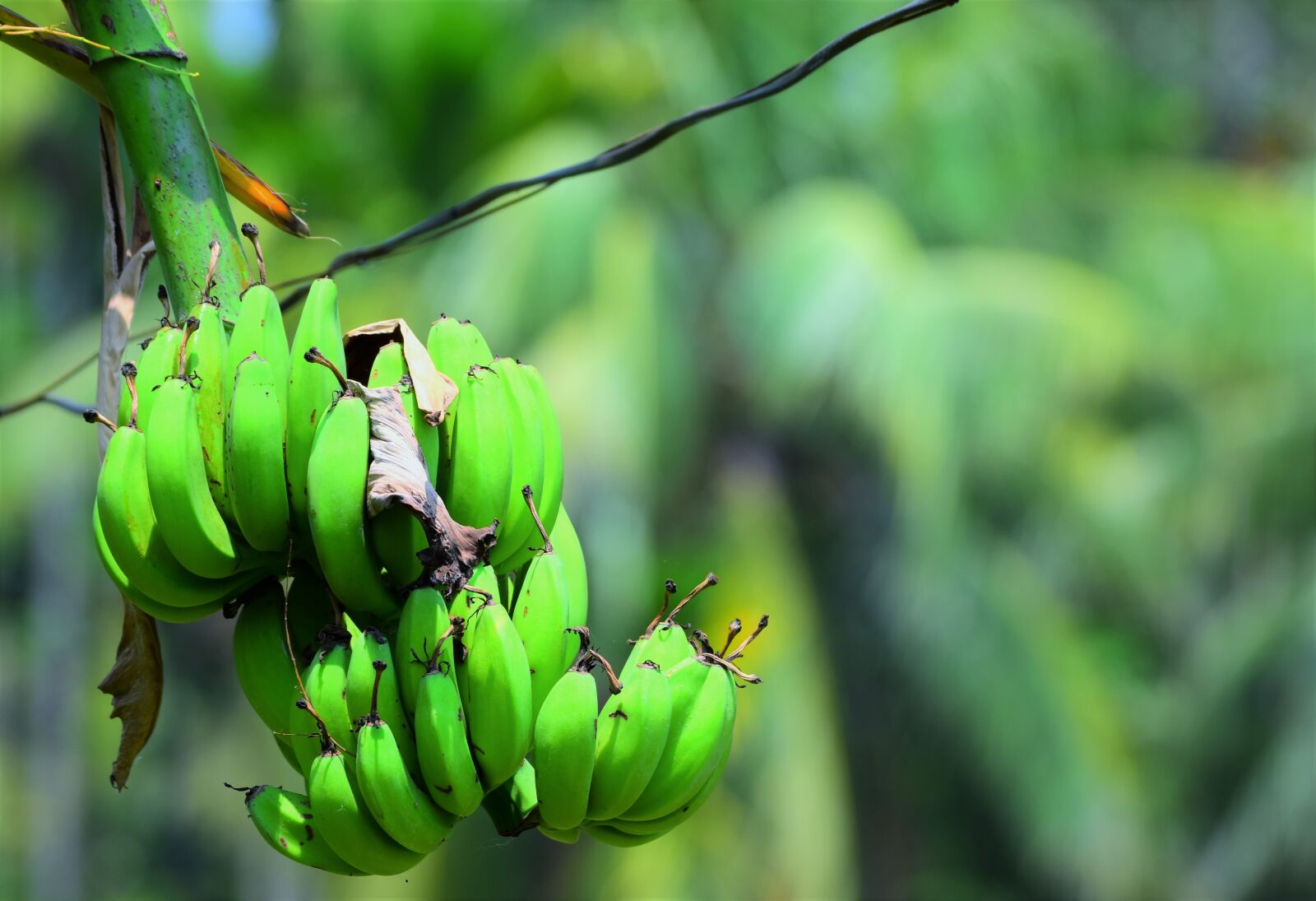 Nikon D5600 sample photo. Nature, leaf, flora photography