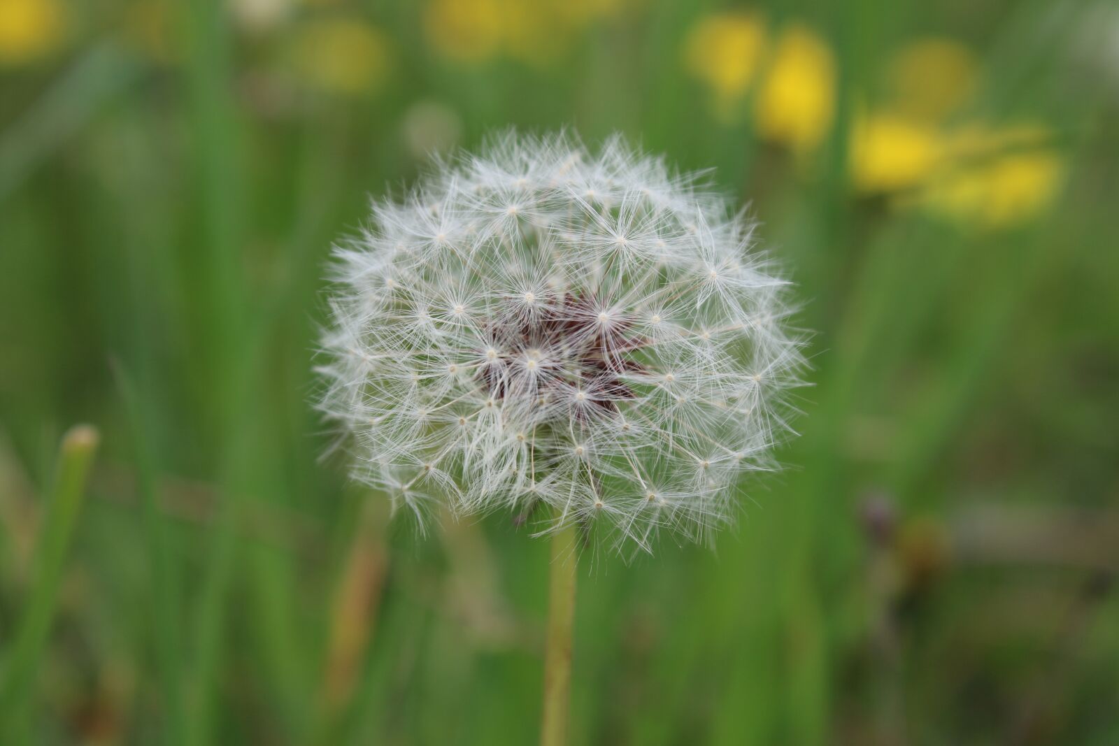 Canon EOS 7D Mark II + Canon EF-S 18-55mm F3.5-5.6 IS II sample photo. Dandelion, white green, spring photography